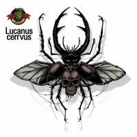 Пиво Lucanus Cervus  Пиво Lucanus Cervus