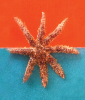 Пиво Kabinet Wit Пиво Kabinet Wit