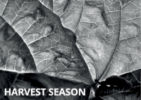 Пиво Harvest Season