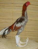 Пиво Fighting Cocks & Cowboy Boots