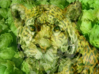 Пиво Hoppy Jaguar Пиво Hoppy Jaguar