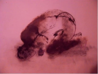 Пиво Rosé Пиво Rosé