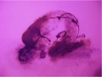 Пиво Running Beer - Plum (2019)