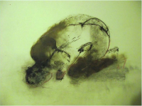 Пиво Running Beer - White Grape (2019)