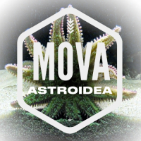 Пиво ASTROIDEA - Special