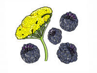 Пиво details to discern