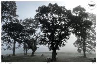 Пиво melon de bourgogne