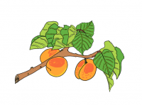 Пиво royal blenheim (2022)