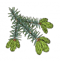 Пиво sitka spruce (2022)