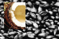 Пиво Imperial Coco Stout