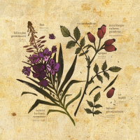 Пиво Fireweed
