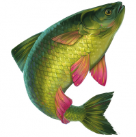 Пиво Голавль