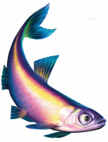 Пиво Уклейка