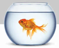 Пиво Goldfish Пиво Goldfish