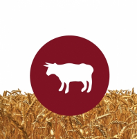 Пиво Organic Spelt Farmhouse Ale Пиво Organic Spelt Farmhouse Ale