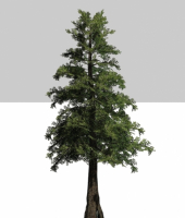 Пиво Pacific North Wild