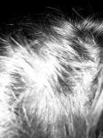 Пиво Dried, Pitted and Halved