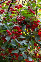 Пиво Creaky Chair, Kreik Lambic Style Ale