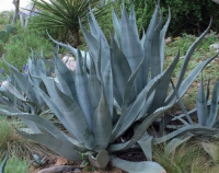 Пиво Agave Ale Пиво Agave Ale