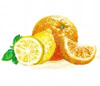 Пиво Catharina Sour Dueto Citrus - Laranja & Limão Siciliano