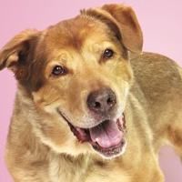 Пиво Bear Bear / Little Boy