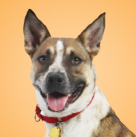 Пиво Dolly / Bambino