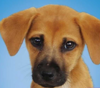 Пиво Maggie / Ollie Пиво Maggie / Ollie