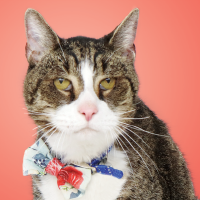 Пиво Max & Dempsey