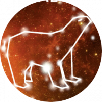 Пиво Average Bear // BBF Ed.