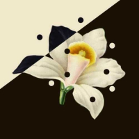 Пиво Algorithm Vanilla