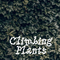 Пиво Climbing Plants