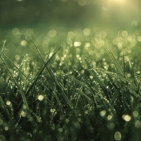 Пиво Garden Dew Пиво Garden Dew