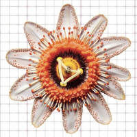 Пиво Passiflora