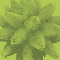 Пиво Pear Smoothie Пиво Pear Smoothie